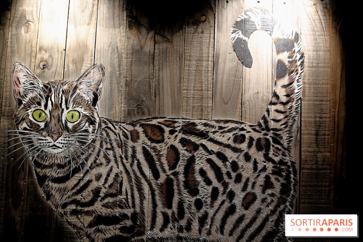 Chacun cherche son chat, nos photos de l'expo à Fluctuart - Expo Chat 11
