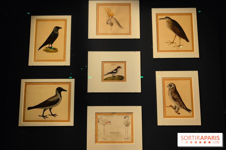 Expo Animalia : quand les animaux inspirent les artistes à travers les siècle à l'Hôtel de la Marine