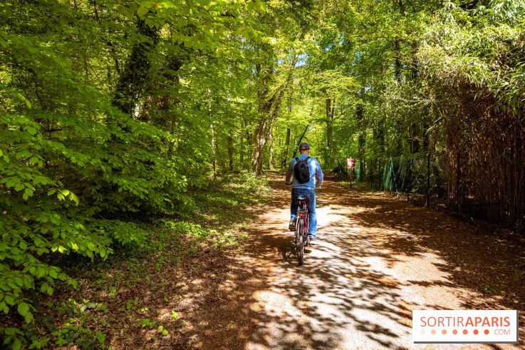 Liaisons douces à Fontainebleau : la forêt à vélo, les photos