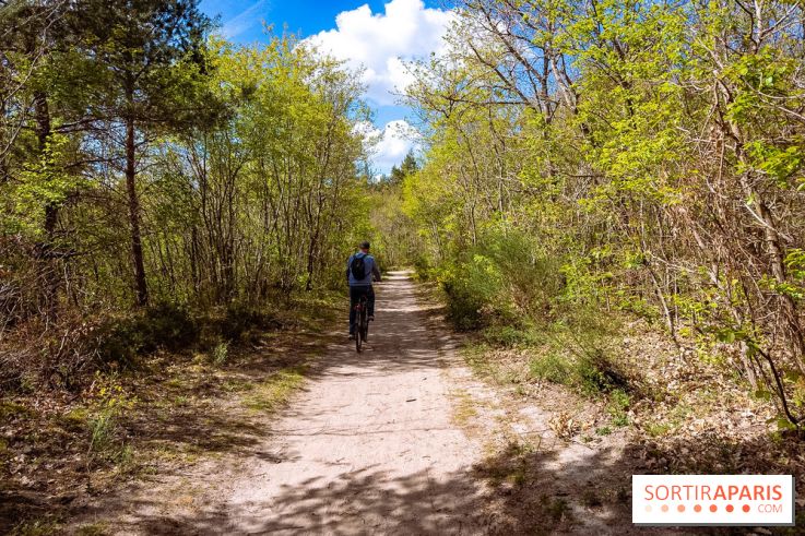 Liaisons douces à Fontainebleau : la forêt à vélo, les photos