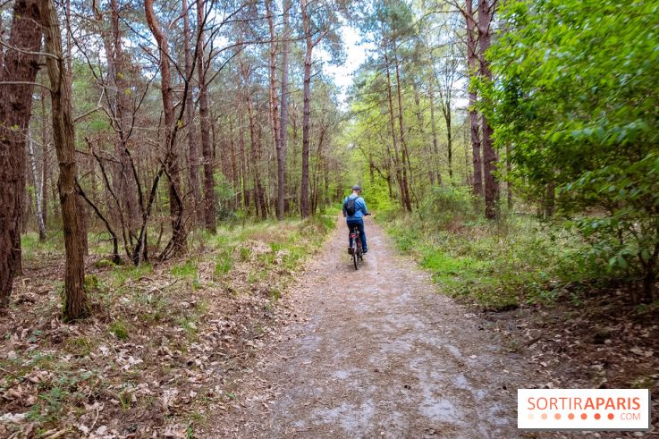 Liaisons douces à Fontainebleau : la forêt à vélo, les photos