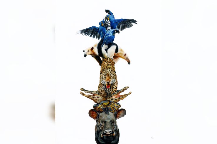 Campagne #37521 - SAILEV Totems of the Pantanal 3MB
