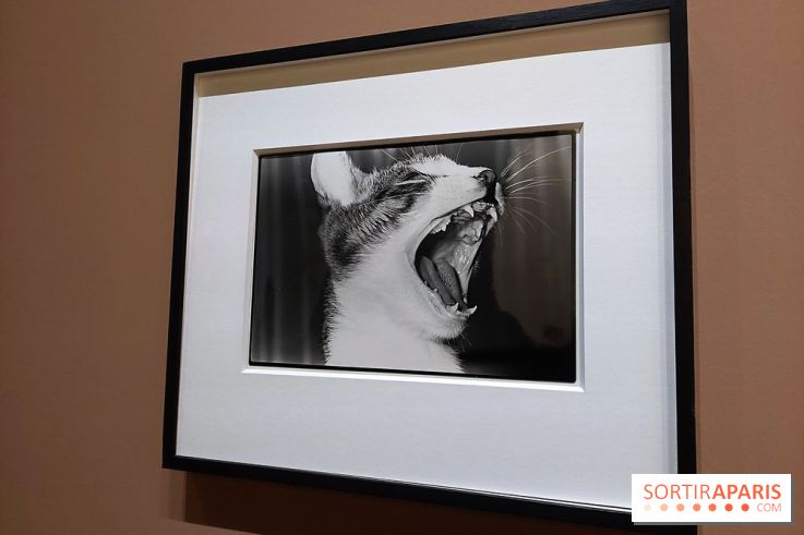 Photographies japonaises de la BnF - nos photos de l'exposition