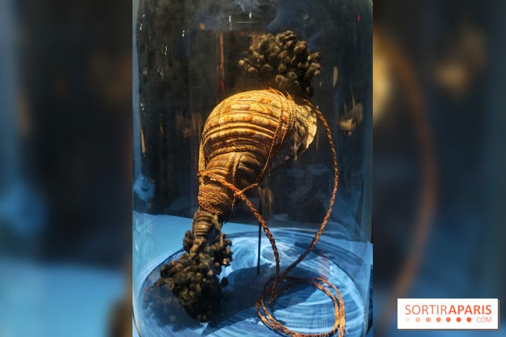 L'appel des profondeurs : partez en exploration avec l'exposition du Musée national de la Marine
