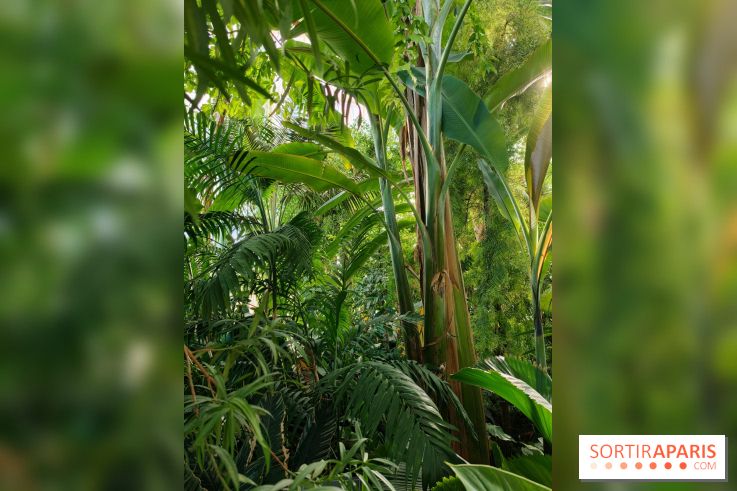 Automne tropical 2026