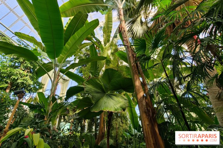 Automne tropical 2026