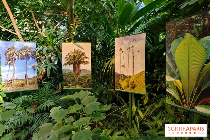 Automne tropical 2026