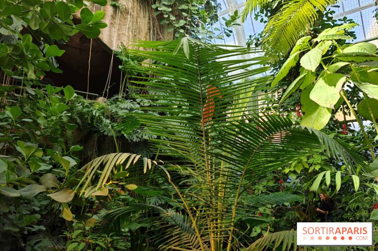 Automne tropical 2026