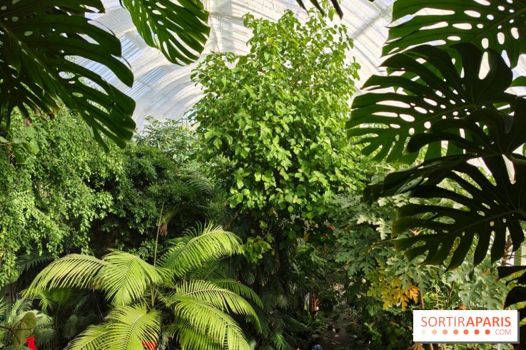 Automne tropical 2026