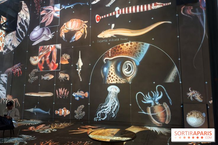 Plongez à la découverte de Planète Océan, l’exposition immersive de l’Atelier des Lumières