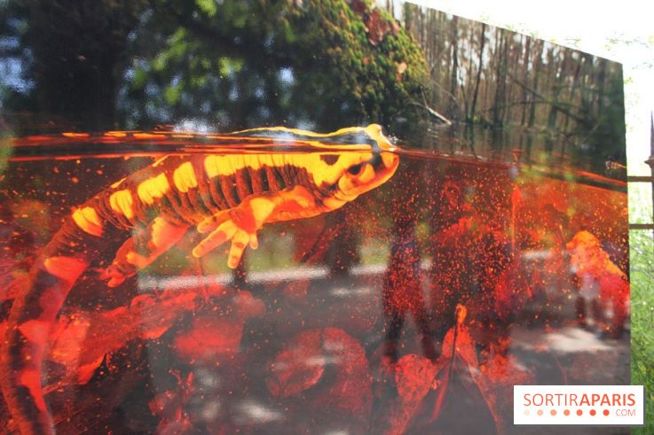 Exposition Planète Grenouille par Cyril Ruoso au Jardin des Plantes