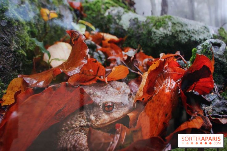 Exposition Planète Grenouille par Cyril Ruoso au Jardin des Plantes
