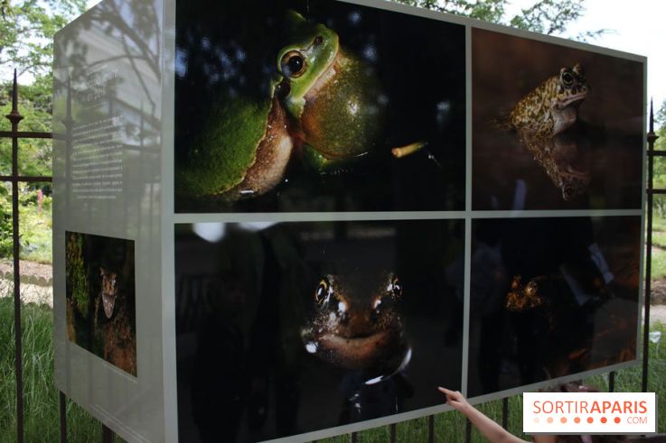 Exposition Planète Grenouille par Cyril Ruoso au Jardin des Plantes