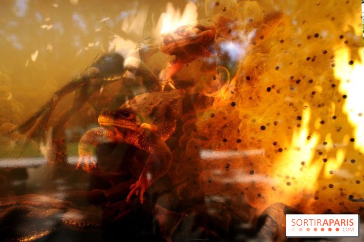 Exposition Planète Grenouille par Cyril Ruoso au Jardin des Plantes