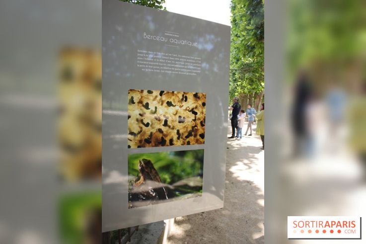 Exposition Planète Grenouille par Cyril Ruoso au Jardin des Plantes
