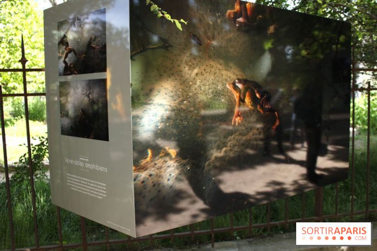 Exposition Planète Grenouille par Cyril Ruoso au Jardin des Plantes