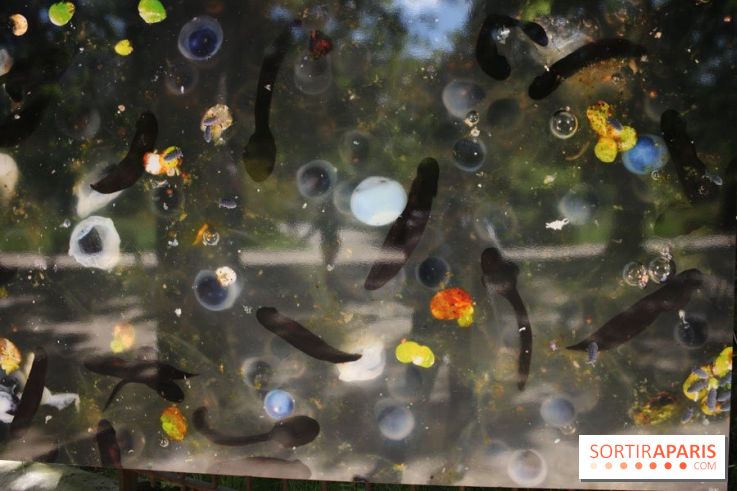 Exposition Planète Grenouille par Cyril Ruoso au Jardin des Plantes