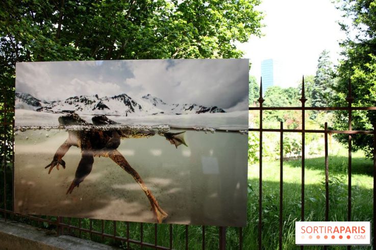 Exposition Planète Grenouille par Cyril Ruoso au Jardin des Plantes