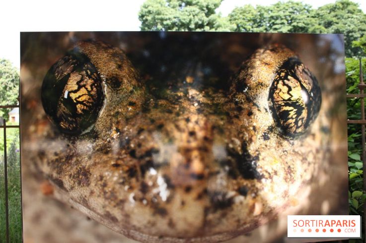Exposition Planète Grenouille par Cyril Ruoso au Jardin des Plantes