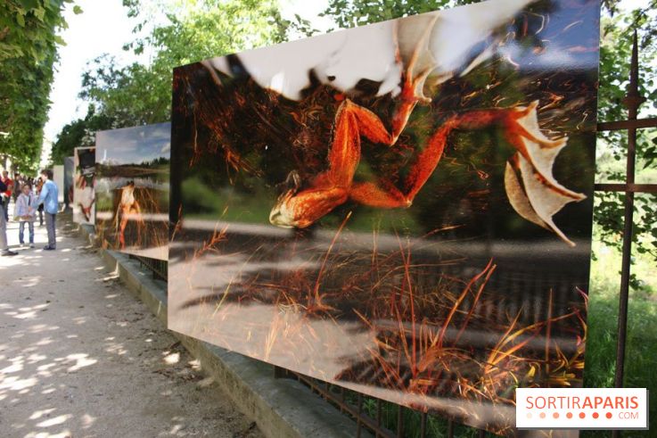 Exposition Planète Grenouille par Cyril Ruoso au Jardin des Plantes