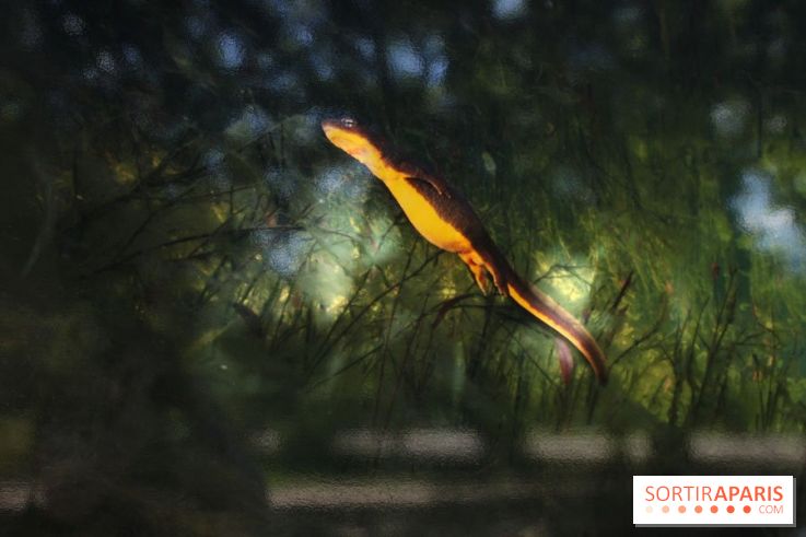 Exposition Planète Grenouille par Cyril Ruoso au Jardin des Plantes