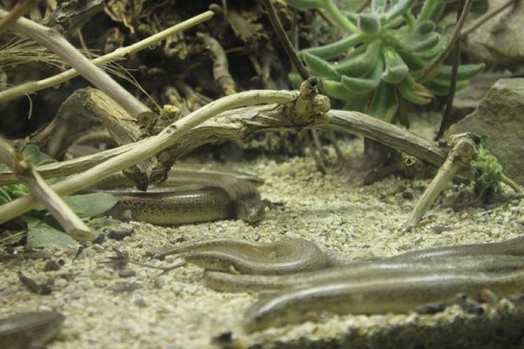 la ménagerie du jardin des plantes