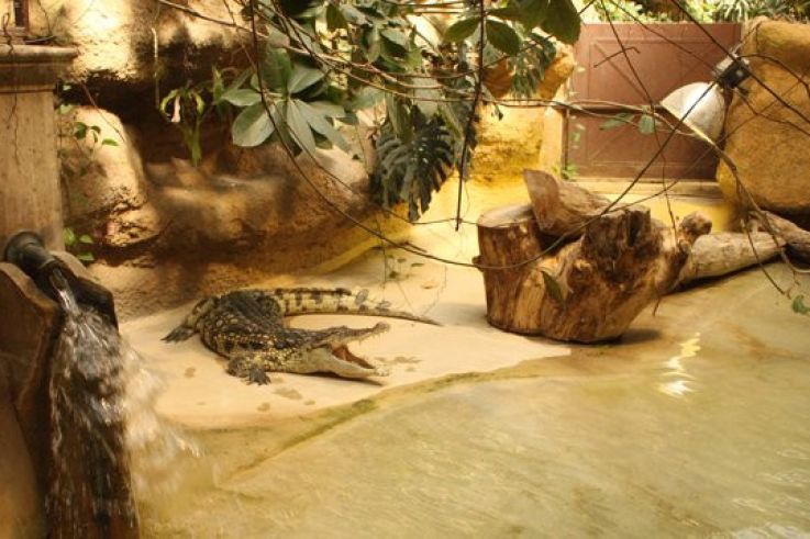 la ménagerie du jardin des plantes