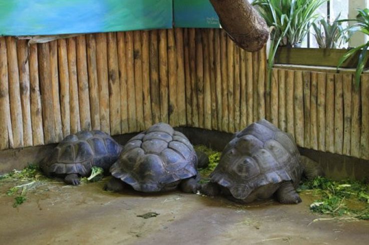 la ménagerie du jardin des plantes
