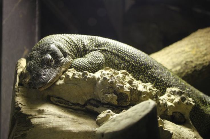 la ménagerie du jardin des plantes