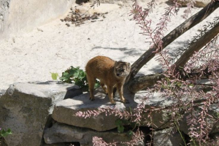 la ménagerie du jardin des plantes