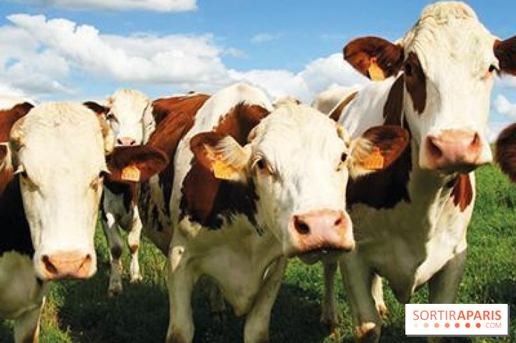 Les labyrinthes de la Ferme de Gally