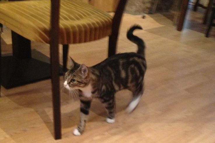 Le Café des Chats à Paris