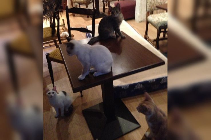 Le Café des Chats à Paris