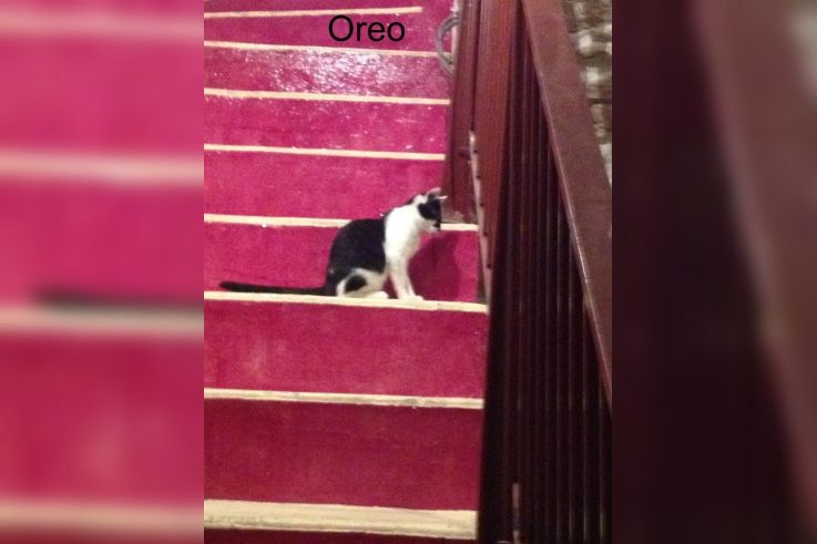 Le Café des Chats à Paris