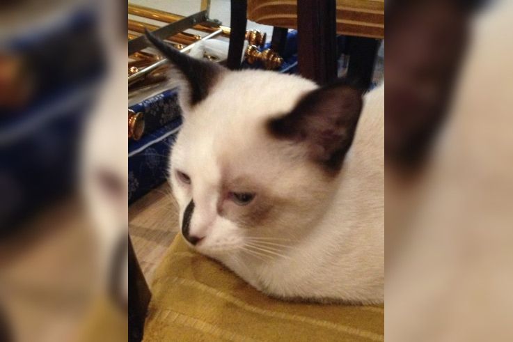 Le Café des Chats à Paris