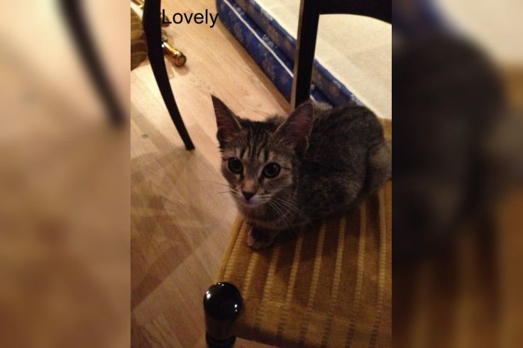 Le Café des Chats à Paris