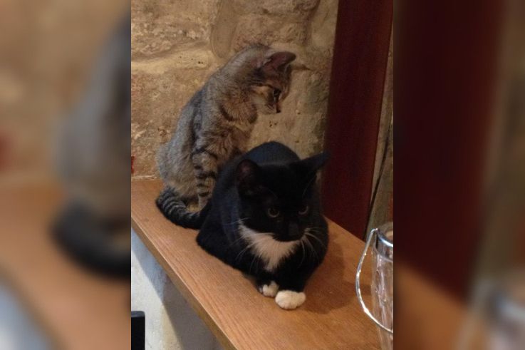 Le Café des Chats à Paris