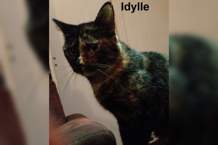 Le Café des Chats à Paris