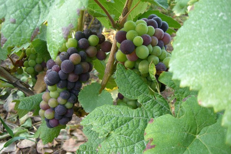 Maison Rostang lance ses dîners de vignerons