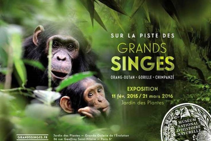 Grands Singes dans la Grande Galerie de l'Evolution