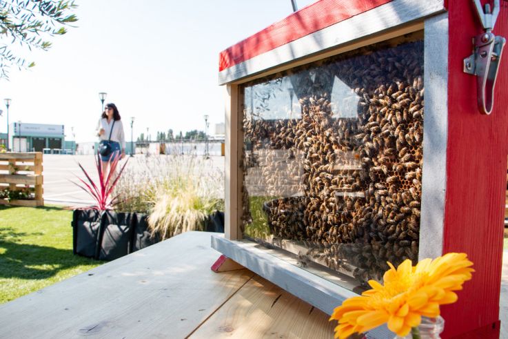 Domus lance des ateliers récolte de miel sur sa terrasse végétale 
