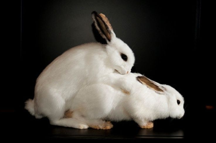 Exposition Bêtes de Sexe Palais de la Découverte