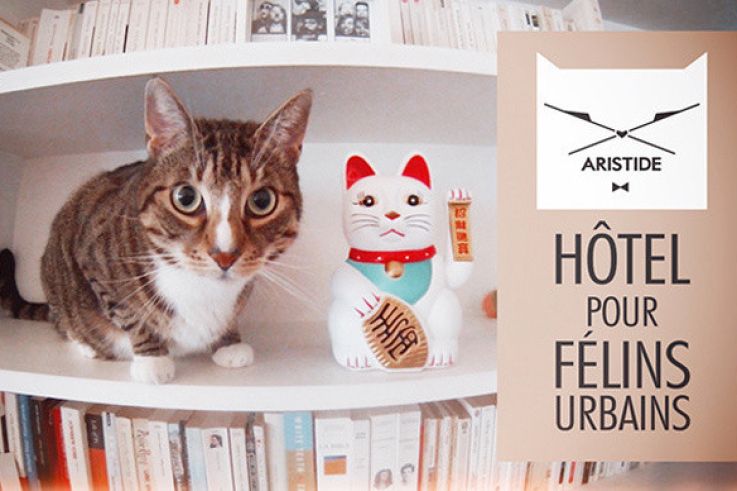 hotel asristide pour chat à paris