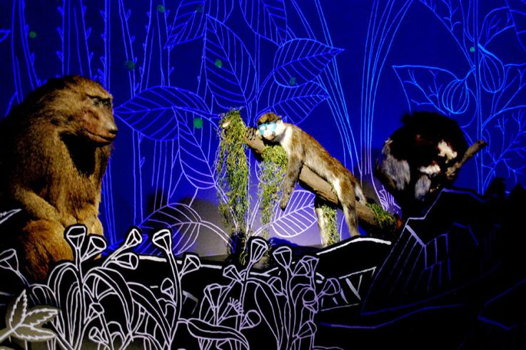 Exposition Nuit au Muséum national d'Histoire naturelle