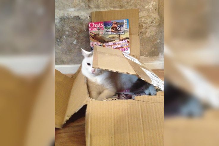 Café des Chats Bastille