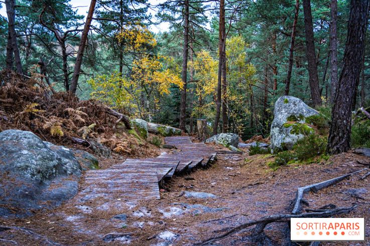 Journée internationale des forêts 2024 : des visites guidées gratuites en forêt de Fontainebleau