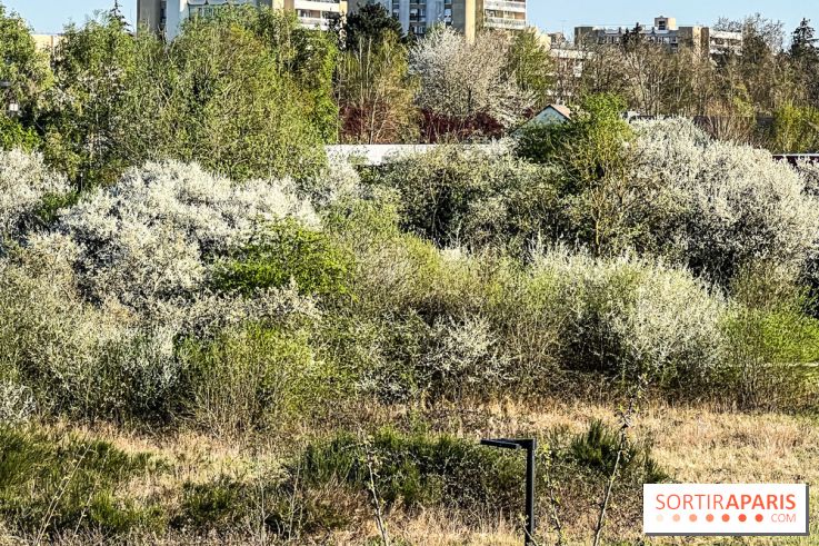 Allergies aux pollens en Ile-de-France : nouveau bulletin, causes et recommandations 