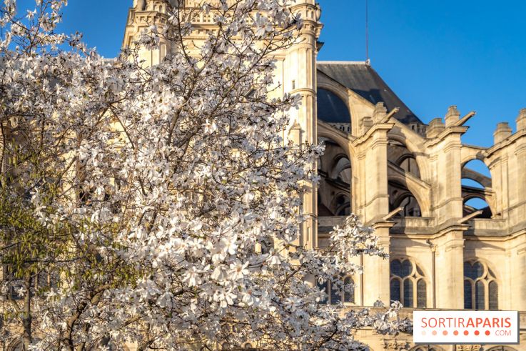 Paris : le printemps prend de l'avance : 6 spots d'arbres en fleurs à découvrir en ce moment