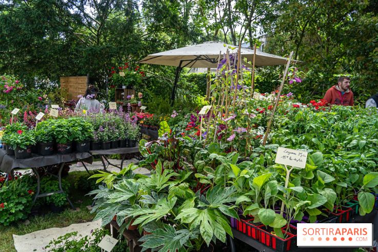 Seine-et-Marne : La Foire aux Plantes à Larchant 2026 : marché, troc et animations - 77