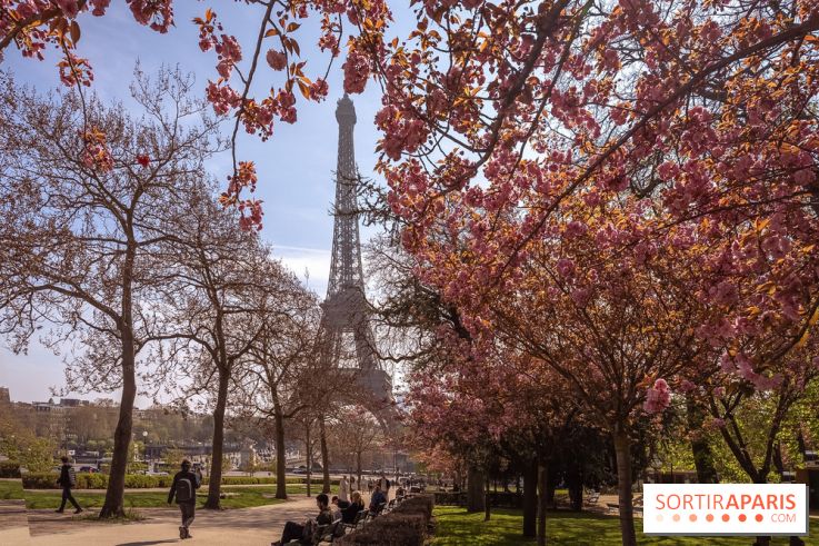 Les cerisiers du Trocadéro fleurissent avec de l'avance